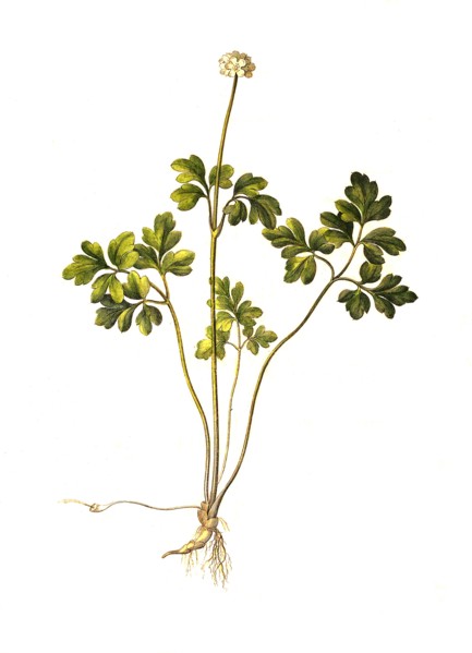 Muskweed