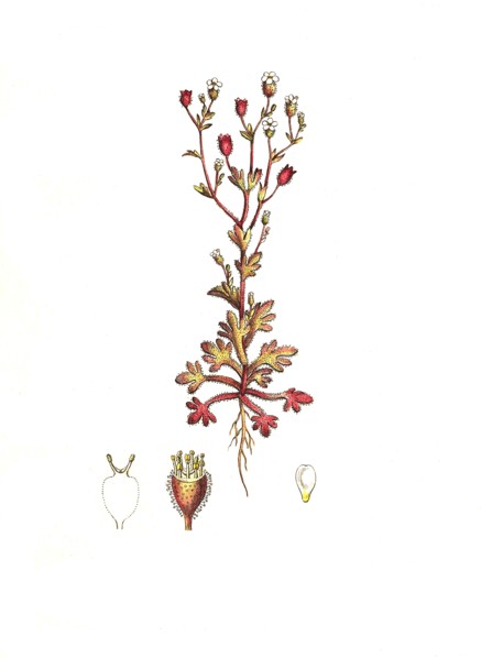 Three-toed Saxifrage