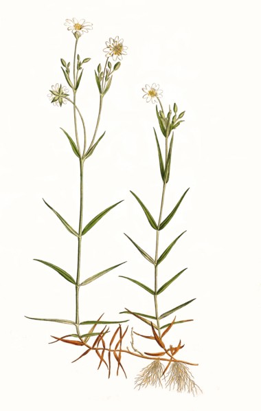 Rabelera holostea