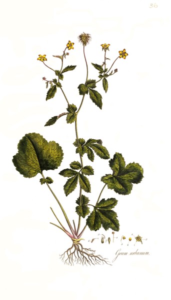 True clove root