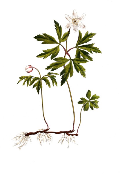 Wood anemone or wood anemone