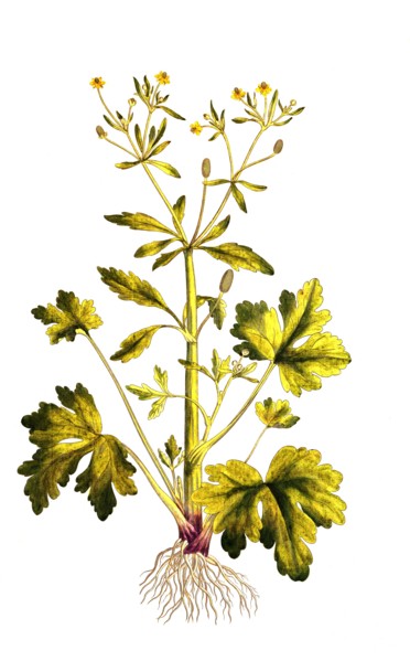 Poison Ranunculus