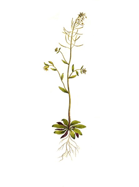 thale cress