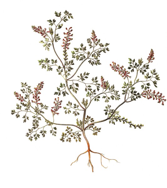 Common fumitory