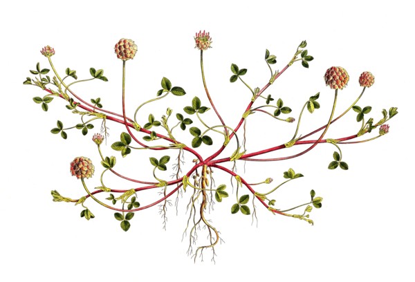 Strawberry Clover