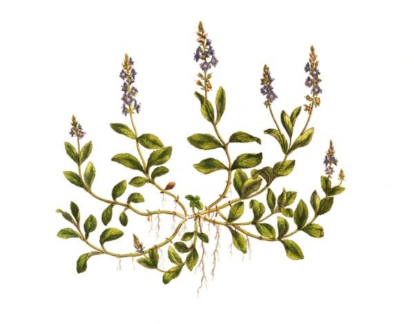 Real speedwell