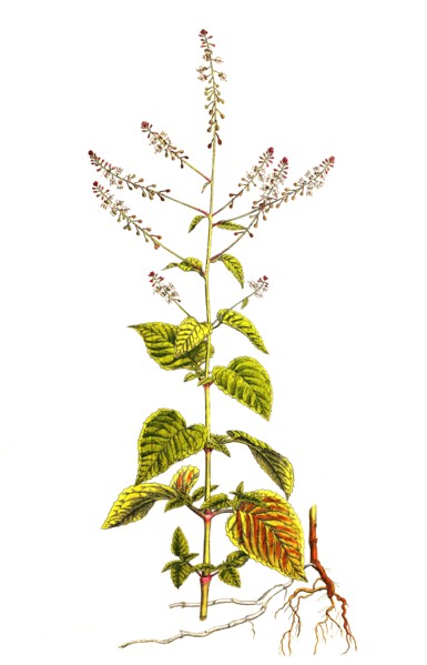 Great witch herb