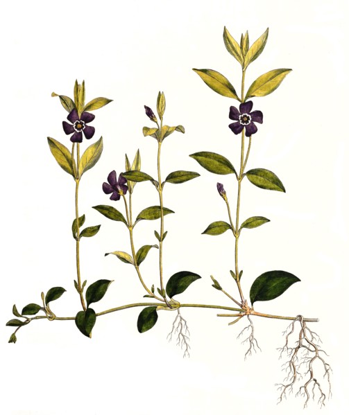 Small periwinkle