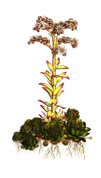 roof houseleek