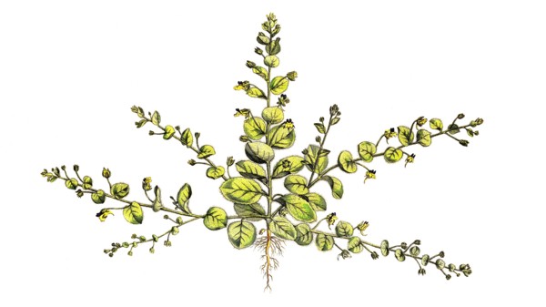 Egg-leaved Tannelwort