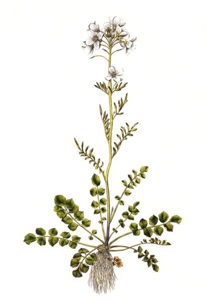 Meadow bittercress