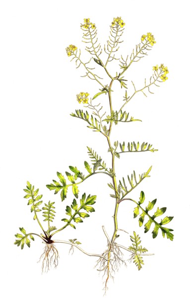 Wild watercress