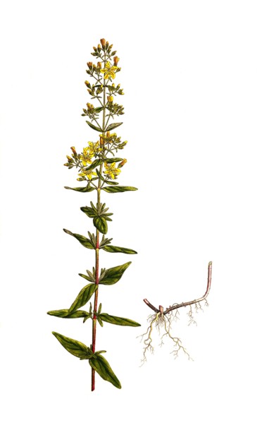 Hairy St. John's Wort