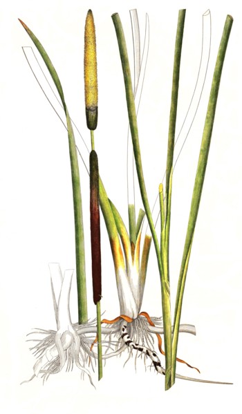 Narrow-leaved cattail