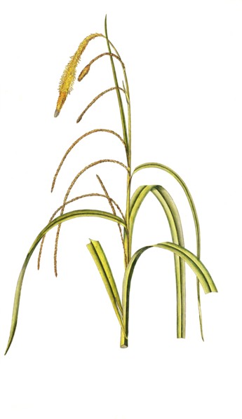 Hanging sedge