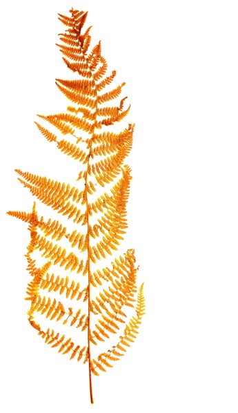 royal fern
