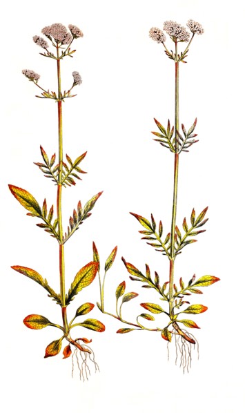 Small valerian