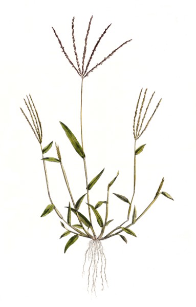 Panicum sanguinale