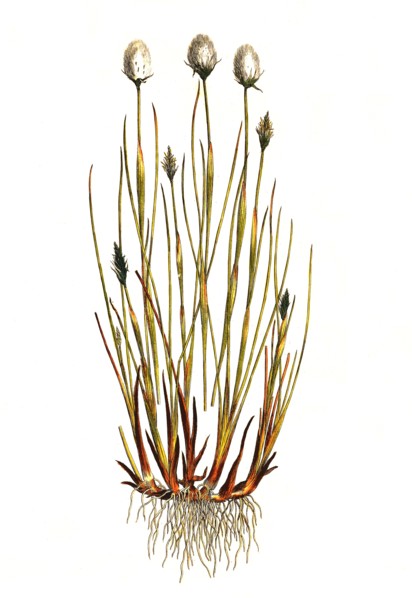 Sheath cotton grass