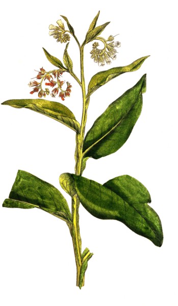 True comfrey