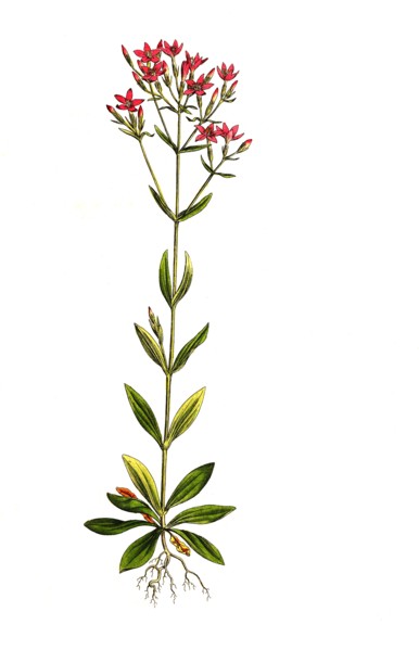 Real centaury
