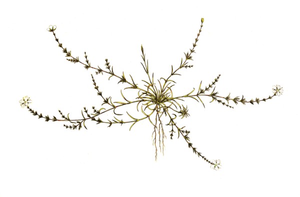 Spergula nodosa