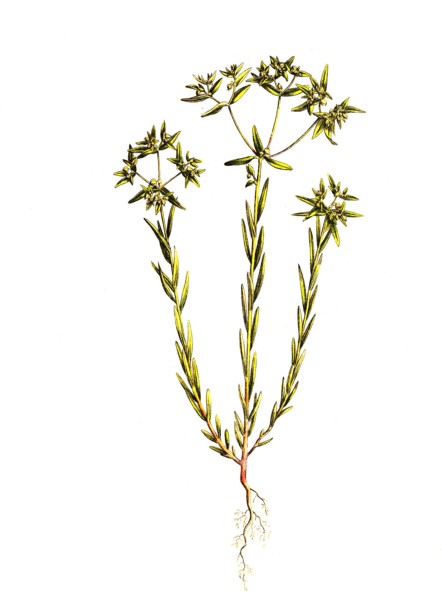Little Spurge
