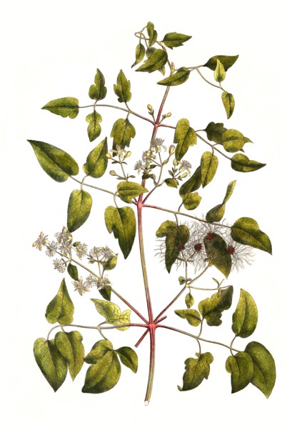 Common clematis