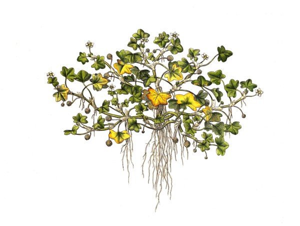Ivy-Leaved Ranunculus