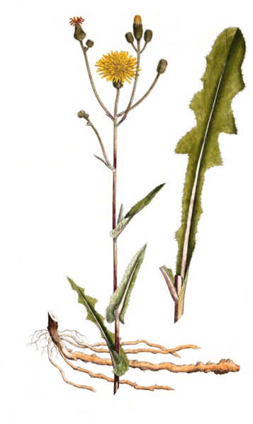Field Sowthistle