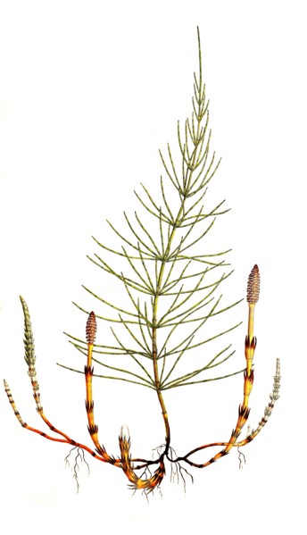 field horsetail