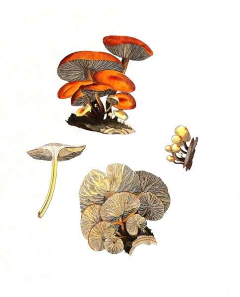 Common velvet foot