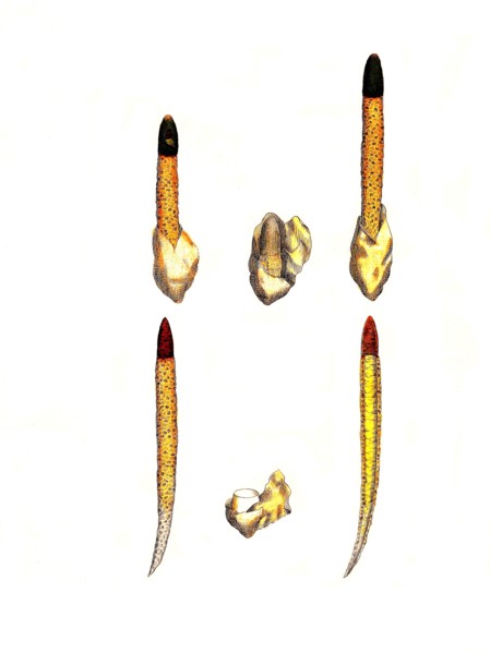 Phallus caninus