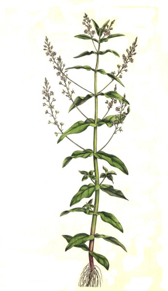 Blue Water Speedwell