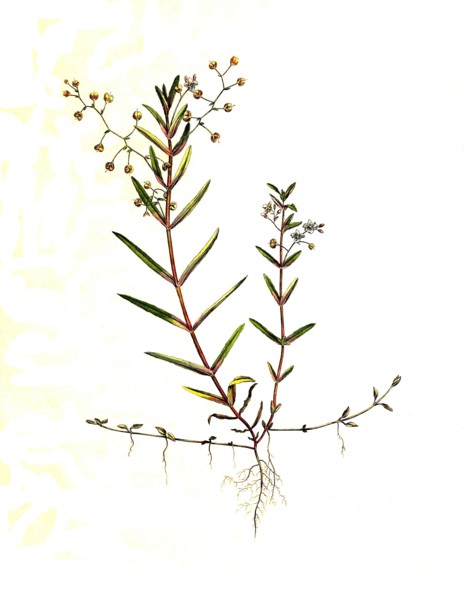 Shield Speedwell