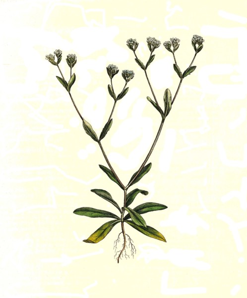 'Ordinary lamb's lettuce