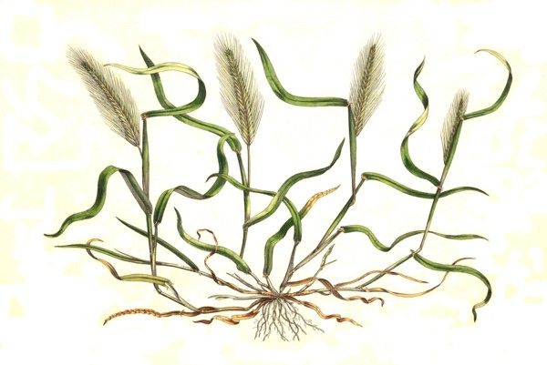 mouse barley