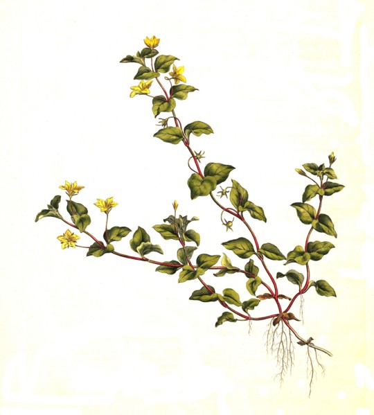 Grove loosestrife