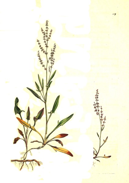 Small sorrel