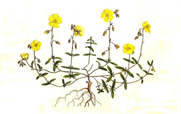 helianthemum