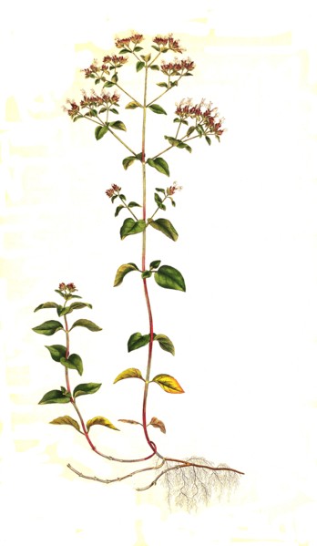 oregano