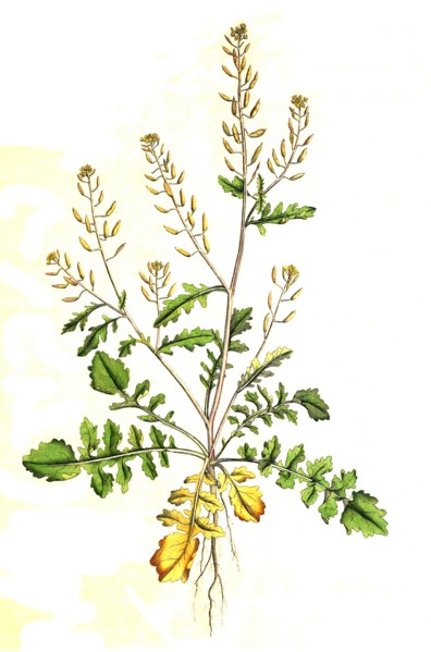 Sisymbrium terrestre