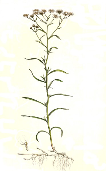 Swamp yarrow or Bertram yarrow