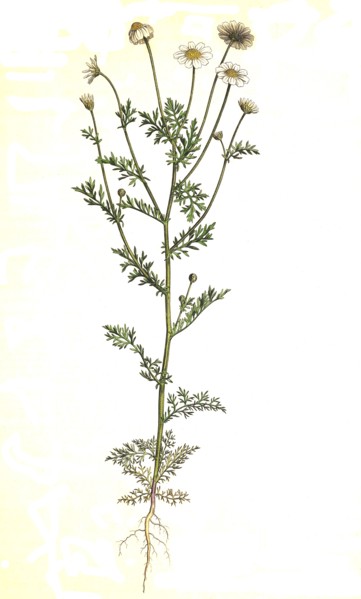 Smelly dog chamomile