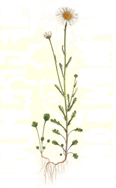 Meadow daisy