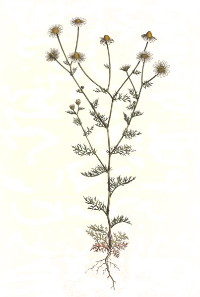 Real chamomile