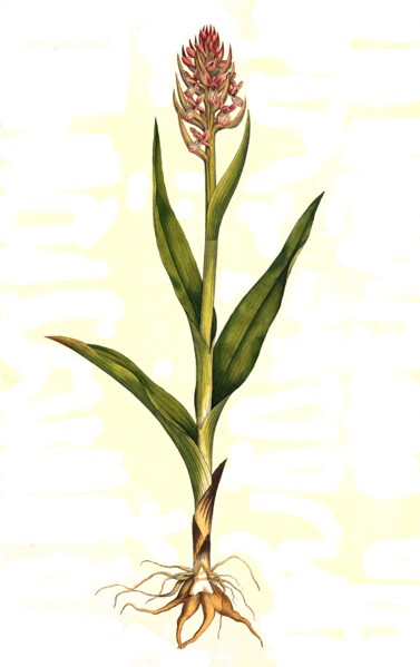 Orchis latifolia