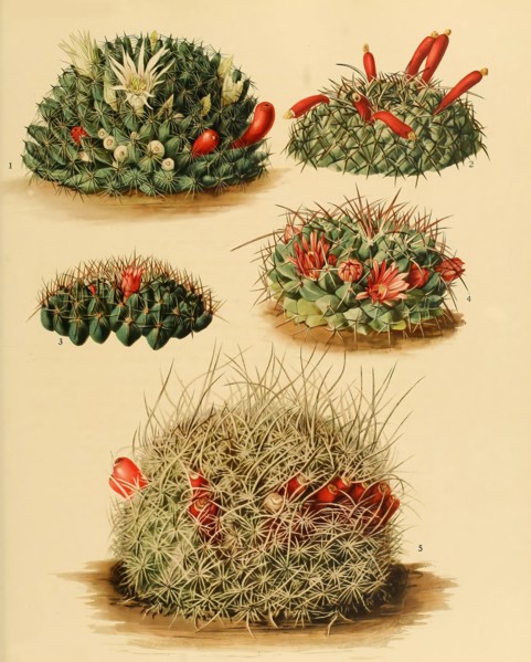 cacti and succulents
