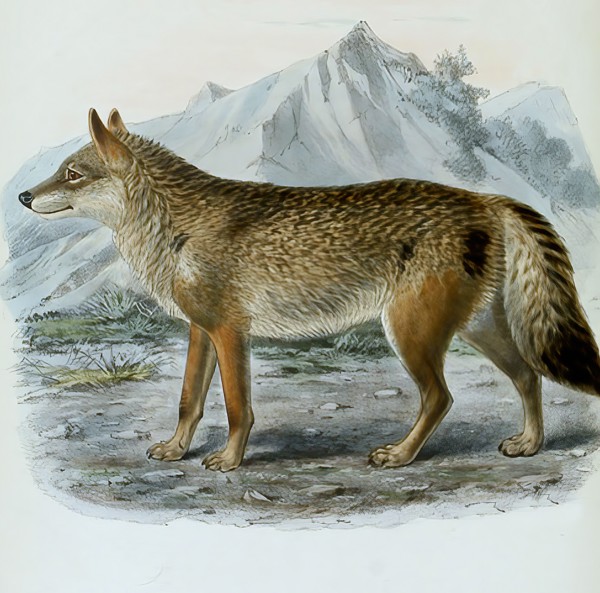 wolf