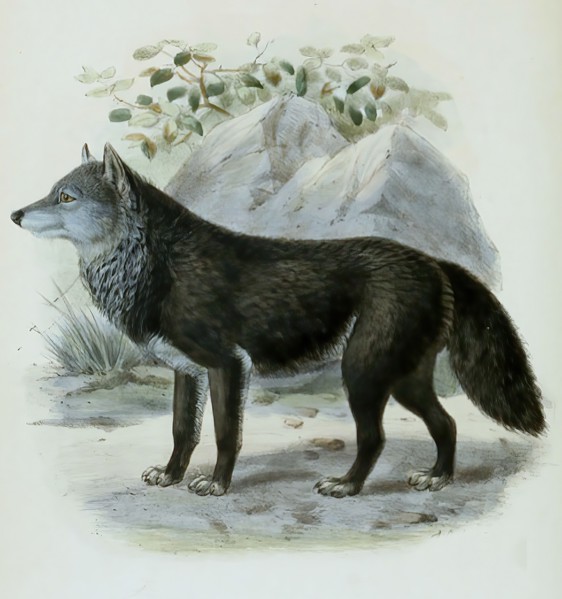 timber wolf